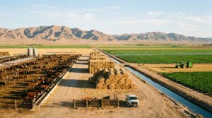 Cattle and farmland near Brawley in northern Imperial County