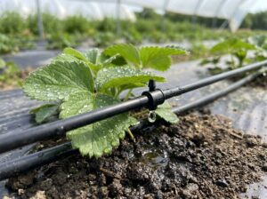 Drip irrigation system for water-efficient farming