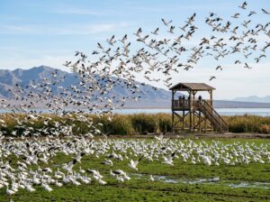 Snow geese wintering at the Sonny Bono Salton Sea refuge